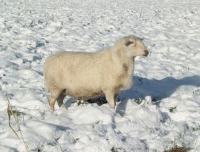 Katahdin Sheep are hardy in cold weather