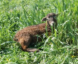 Katahdin lambs grass fed