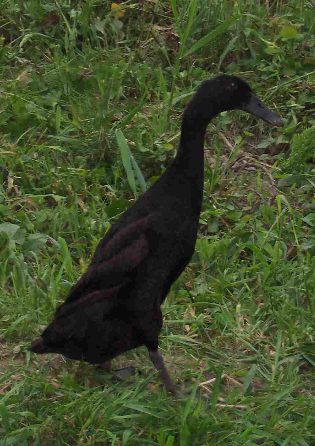 Duck Breeding Pondering Canfield Farms