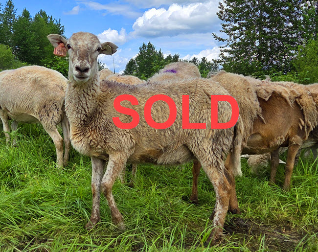 KMC 25010